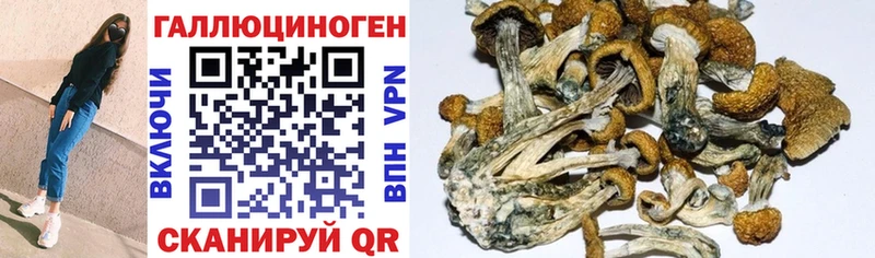 Купить  Безенчук  Псилоцибиновые грибы мицелий 